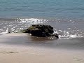 playa bonita