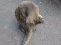のらちゃんの画像です・・とてもかわいいです。。