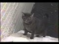 Snow Cat Snow Cat