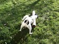 perro ratonero bodeguero andaluz   snoopi 2