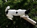 perro ratonero bodeguero andaluz   snoopi 2