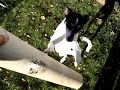 perro ratonero bodeguero andaluz   snoopi 2