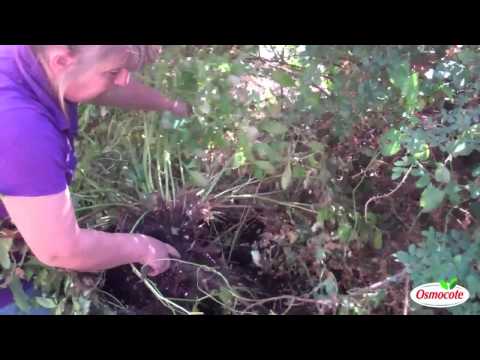 how to transplant peonies in the spring