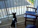 Murphy\