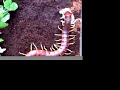 Giant centipede eating mouse.
