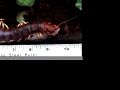 Giant centipede eating mouse. Giant centipede eating mouse.