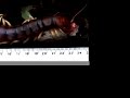 Giant centipede eating mouse.