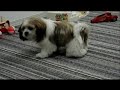 Jack - Super Dog