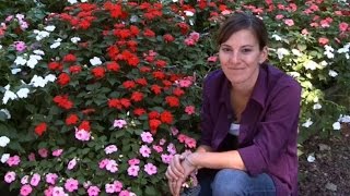 Growing Impatiens
