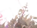 mentha peperita nana in arabic plant from seeds mentha peperita nana in arabic plant from seeds