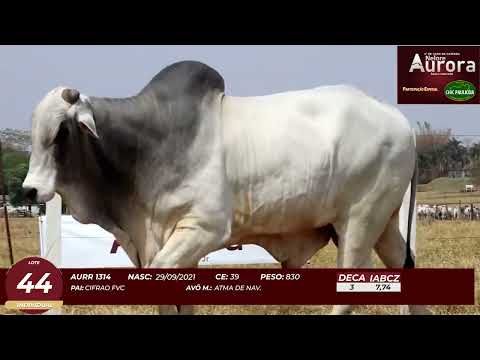 4� De Olho na Fazenda - NELORE AURORA participa��o Chico Paulic�ia