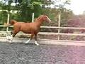 videos de Hilda Matilda, Tuigpaard Dutch Harness