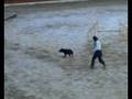 videos de agility Zapresic - 9. november 2008