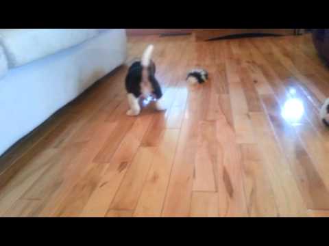Awesome Baby Boy - Rascal
