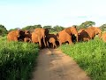 The Mad Elephant
