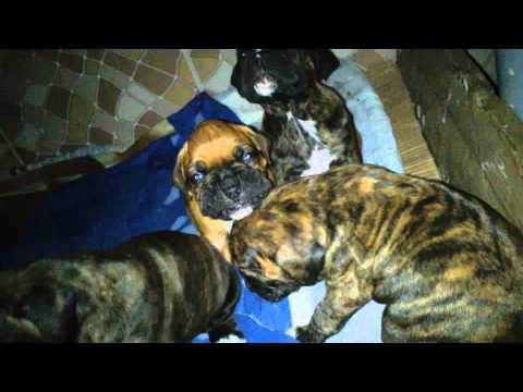 segundoalmachi - HERMOSOS CACHORROS BOXER ATIGRADOS 100% PURA RAZA UN MES DE NACIDOS POR SOLO 200 DOLARES CADA UNO LLAMA AL 0994896027 O 0999800121 LAS 24 HORAS DEL DIA Aprov...
