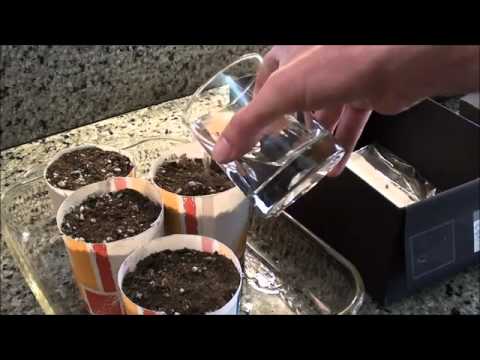 how to grow weed indoors step by step