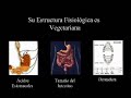 5 mitos sobre vegetarianismo