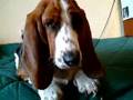 Basset Hound video