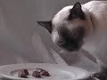 Raw Treats