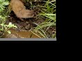 Weasel and Snake Fight Weasel and Snake Fight