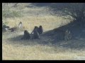 Warthog and Chacma Baboon Warthog and Chacma Baboon