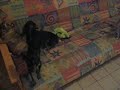 Demon Dogs Demon Dogs