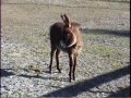 Prancy Double Prancy Double