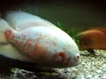 oscar fish oscar fish