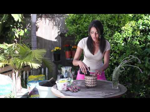 how to grow lavender