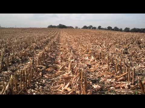 how to harvest cereal rye