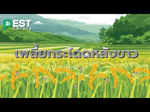 เพลี้ยกระโดดหลังขาว