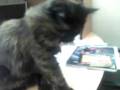 videos de La chuchis. en accion
