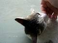 のら猫ちゃん