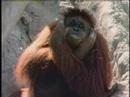 Aminals Aminals