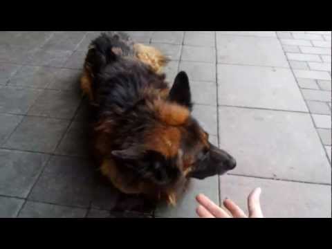 german shepard