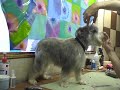 Miniature Schnauzer Pet Grooming Miniature Schnauzer Pet Grooming