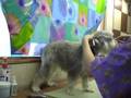 Miniature-Schnauzer-