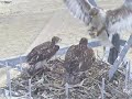 Ferruginous Hawk Raptorcam squabble