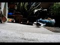 Smart Birdie 3 the victory dance