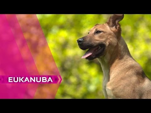  Soins de base pour le chiot