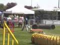 Bridget Agility Erstein Séléctif GPF 11.05.08