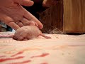  Day Old Bunnies Bunny Bunnys Rabbits Rabbit Hop 4H 4-H