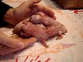 bunnies-cant-phone.html