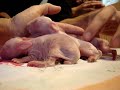 3 Day Old Bunnies - Thumb #3