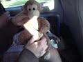 Monkey dancing to 