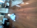 1 year old Baby running and harassing cat
