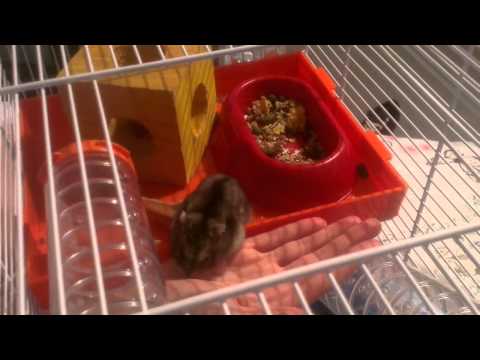 how to care for a russian dwarf hamster