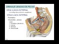 VENA CAVA INFERIOR 2