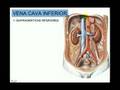 VENA CAVA INFERIOR 2